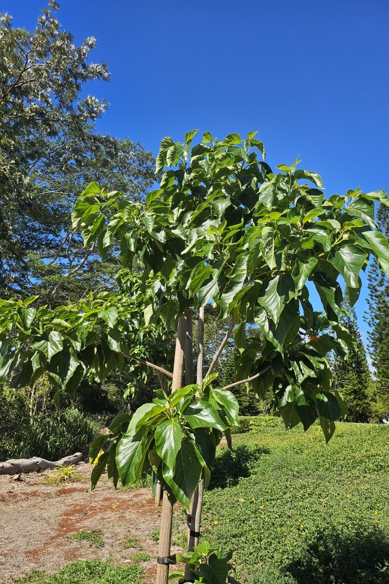 Kou Tree
