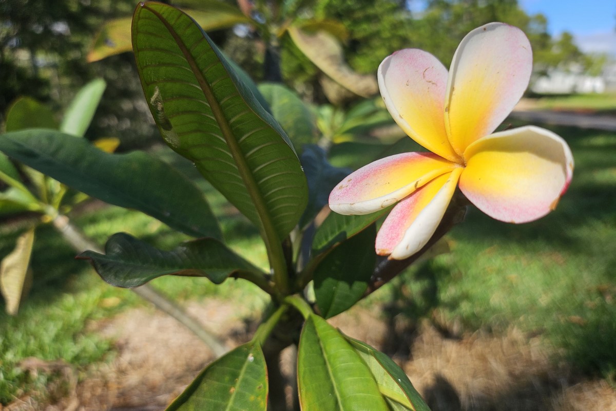 White and Yellow Ginger
