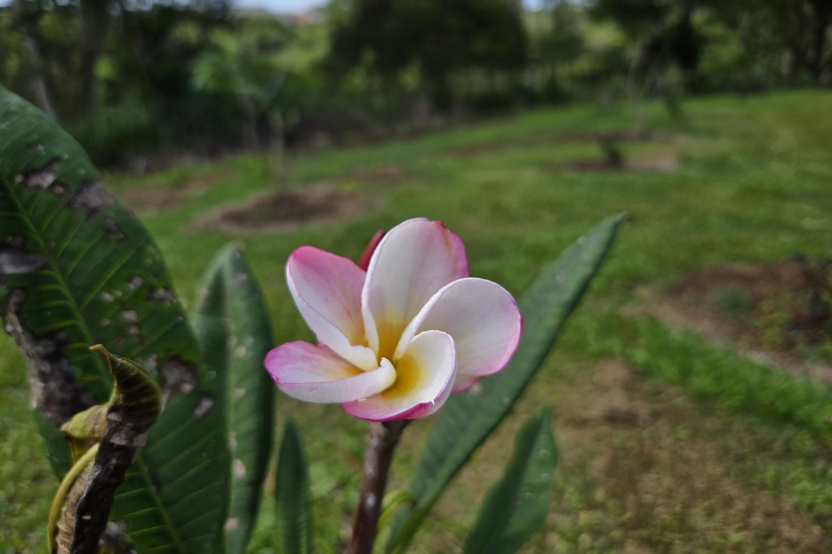Pohinahina