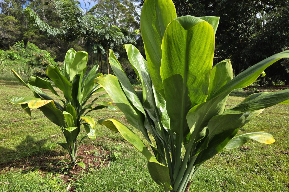 Ki (Ti plant)