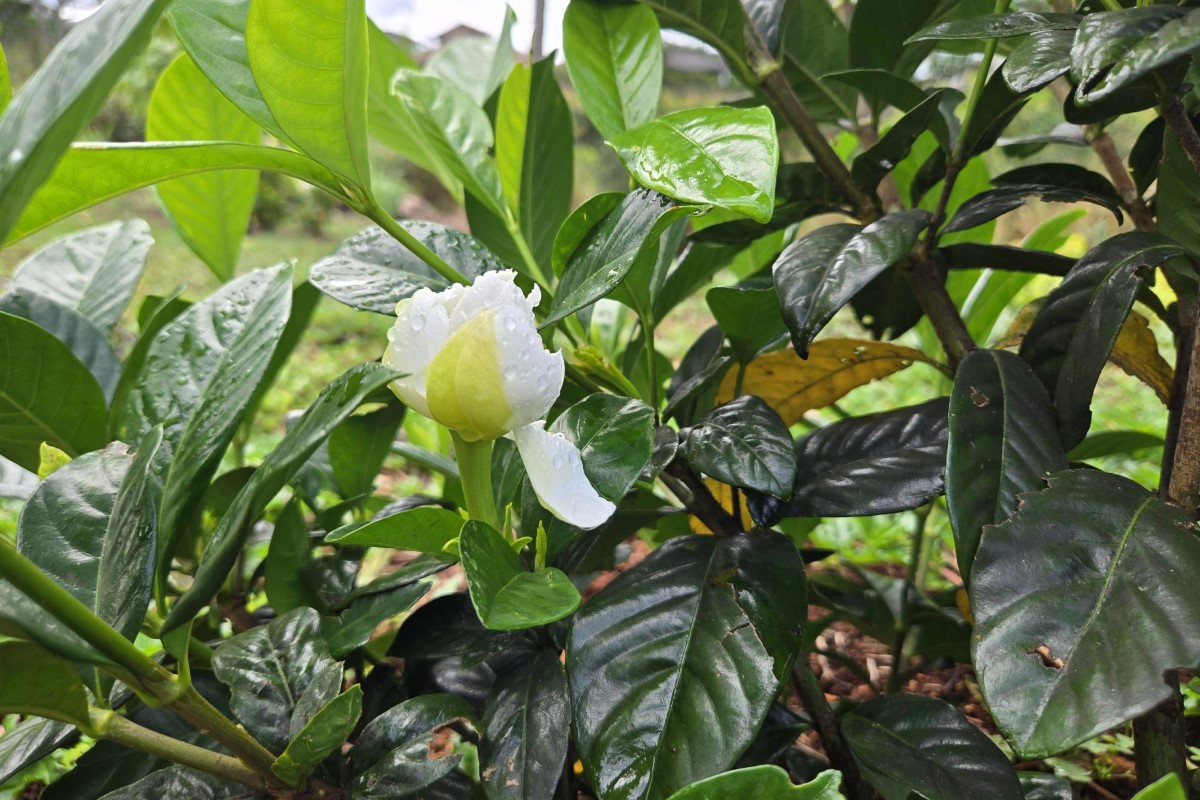 Gardenia