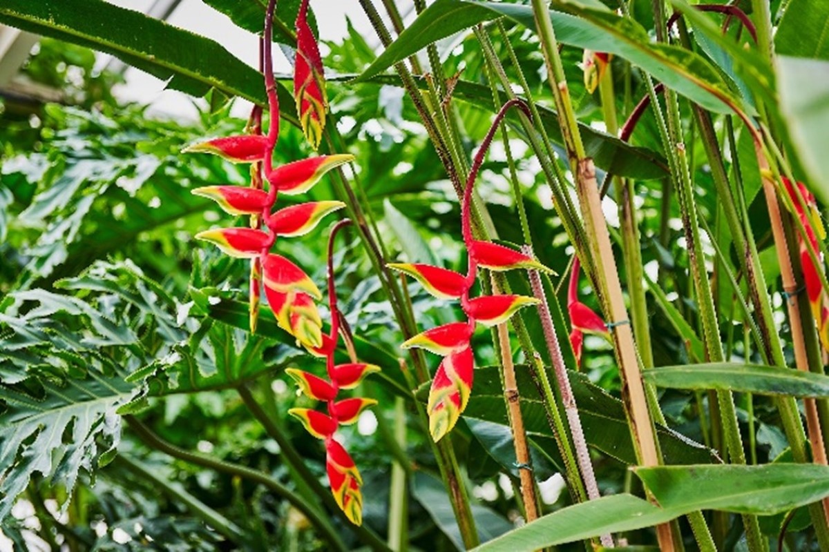 Heliconia Rostrata