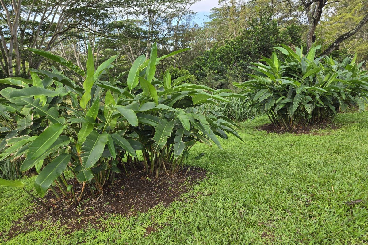 Heliconia