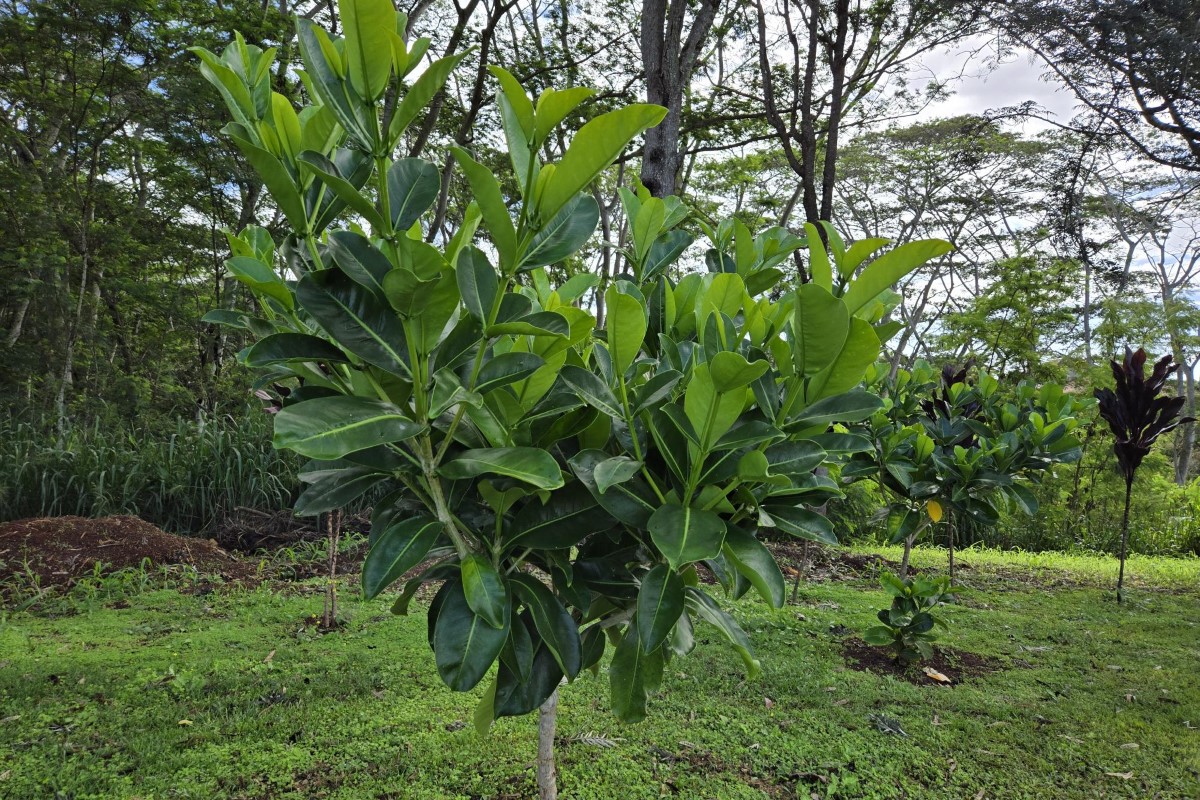 Pua Keni Keni Tree