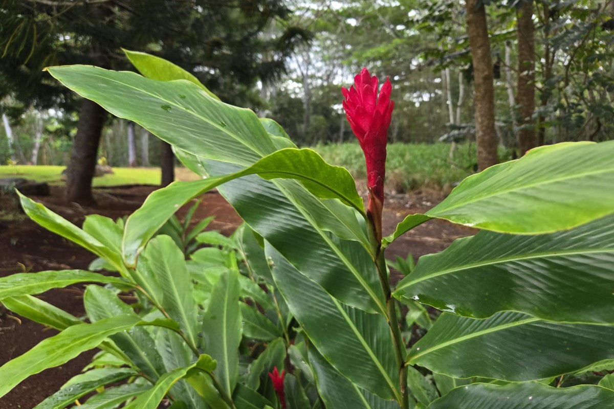 Red Ginger