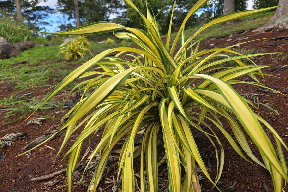 Variegated Hala Tree